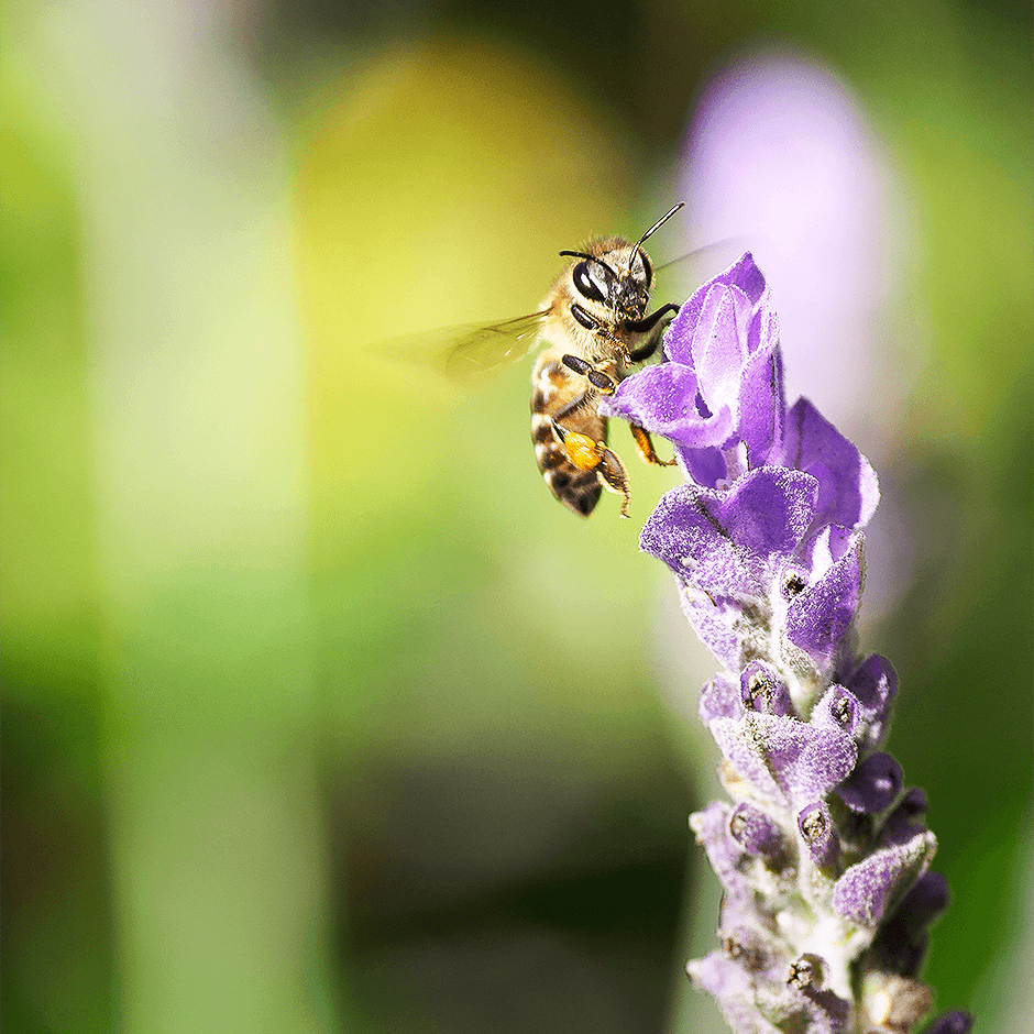 3_Lavendel_940x940_2