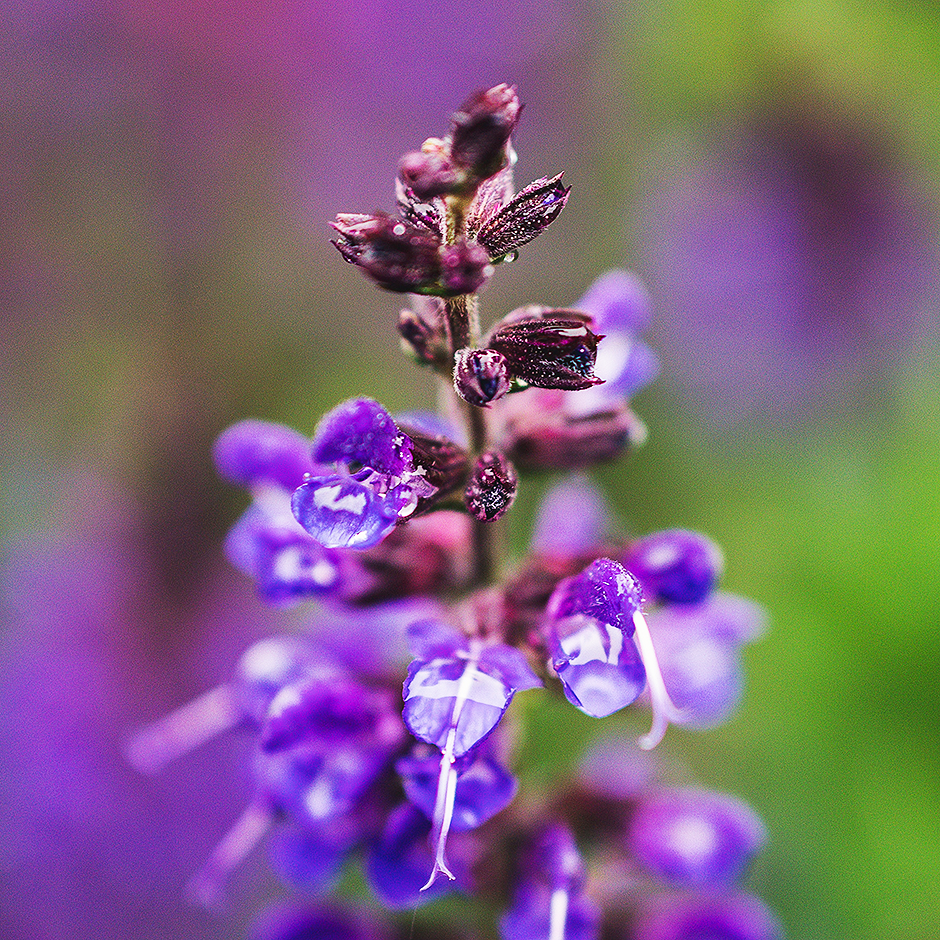 3_Lavendel_940x940_3