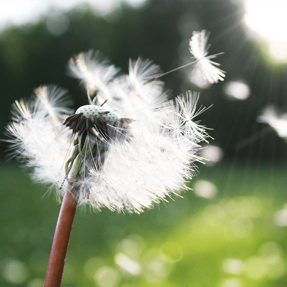 DigestZen_Ingwer_940x940_3